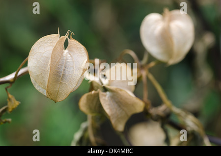 Remains dead seed pods cases of  Shoo Fly Plant flower standing out from lush green leaves Stock Photo