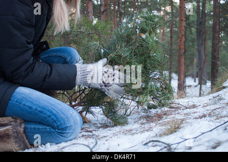 woman winter snow pine fit tree forest branches picking holding coniferous Stock Photo