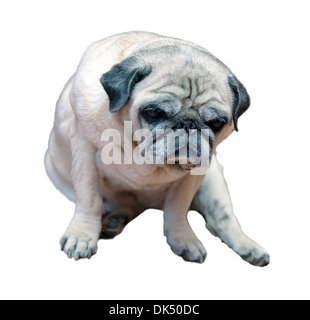 Pug, old, sitting in front of white background Stock Photo
