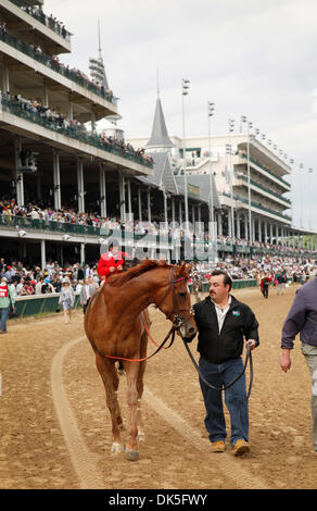 April 16, 2011 - Louisville, KENTUCKY, USA - Animal Kingdom is led back to his barn after winning the Kentucky Derby 137 at Churchill Downs in Louisville, Ky., on 5/7/11. Photo by David Stephenson (Credit Image: © Lexington Herald-Leader/ZUMAPRESS.com) Stock Photo