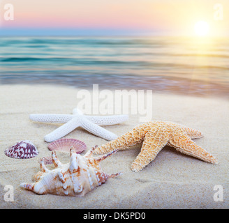 Assorted starfish and sea shells on a beach, main focus on first starfish. Stock Photo