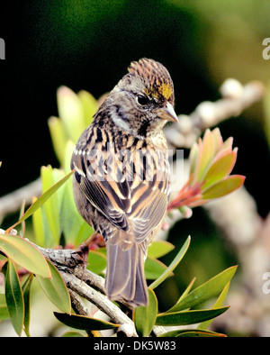 A Golden crowned Sparrow bird-Zonotrichia atricapilla, perched on a branch, pictured against a blurred background. Stock Photo