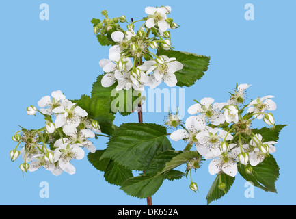 Spring raspberry bush blooms white flowers against the cyan sky Stock Photo