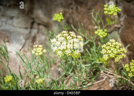 Yellow Rock Samphire (crithmum) growing wild on rock. Stock Photo