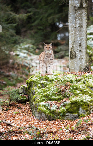 Eurasian lynx (Lynx lynx) standing on a rocky outcrop in the rain, Bavarian Forest National Park, Germany Stock Photo