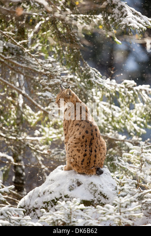 Eurasian lynx (Lynx lynx) sitting on a rock in snow, Bavarian Forest National Park, Germany Stock Photo