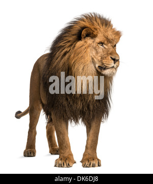 Lion standing, looking away, Panthera Leo, 10 years old, against white background Stock Photo