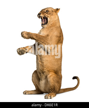 Lioness roaring, sitting on hind legs, Panthera leo, 10 years old, against white background Stock Photo