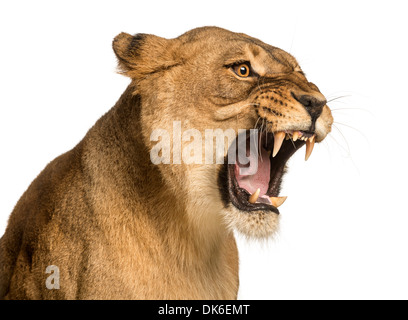 Close-up of a Lioness roaring, Panthera leo, 10 years old, against white background Stock Photo