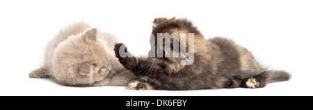 Two Highland fold kittens playing together against white background Stock Photo