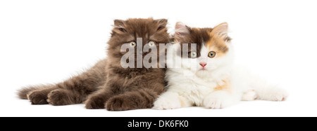 Highland straight and fold kittens lying together, looking at the camera against white background Stock Photo