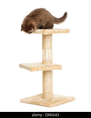 Highland fold kitten on top of a cat tree, looking down against white background Stock Photo