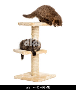 Highland fold kittens playing on a cat tree against white background Stock Photo