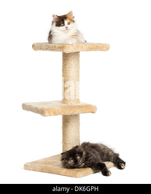Highland straight and fold kittens lying on a cat tree against white background Stock Photo