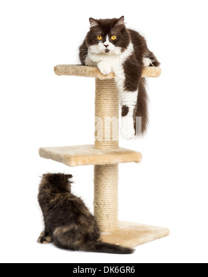 Cats lying around and on a cat tree against white background Stock Photo