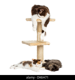 Cats lying around and on a cat tree against white background Stock Photo