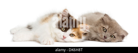 Highland straight and fold kittens lying together, looking at the camera against white background Stock Photo