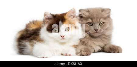Highland straight and fold kittens lying together, looking at the camera against white background Stock Photo