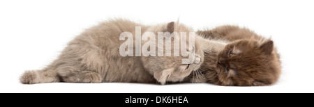 Highland fold kittens lying down, cuddling against white background Stock Photo