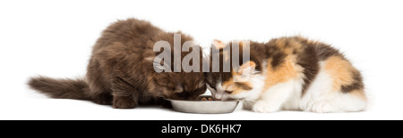 Highland straight and fold kittens eating from a bowl against white background Stock Photo
