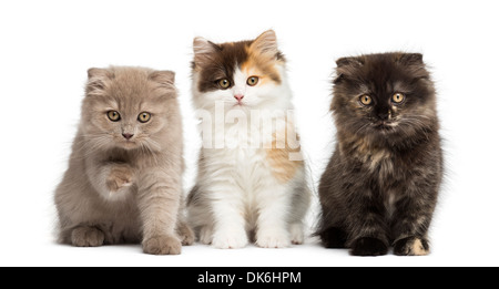 Highland straight and fold kittens sitting in a row against white background Stock Photo