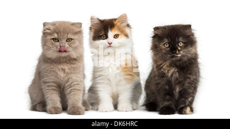 Highland straight and fold kittens sitting in a row against white background Stock Photo