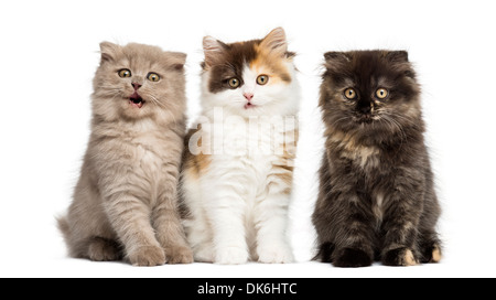 Highland straight and fold kittens sitting in a row against white background Stock Photo