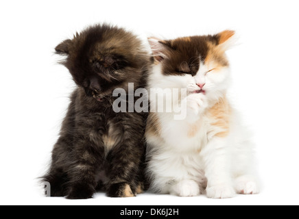 Highland straight and fold kittens sitting against white background Stock Photo