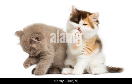 Highland straight and fold kittens sitting, cleaning against white background Stock Photo