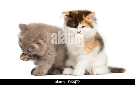 Highland straight and fold kittens sitting, cleaning against white background Stock Photo