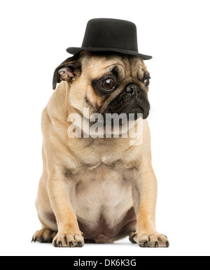 Front view of a Pug puppy wearing a top hat, sitting, 6 months old, against white background Stock Photo