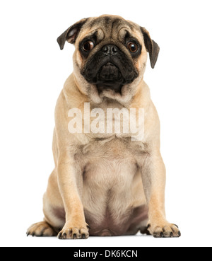 Front view of a Pug puppy sitting, 6 months old, against white background Stock Photo
