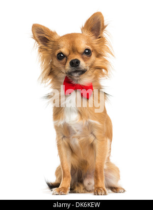 Front view of a Chihuahua wearing a bow tie, sitting, 11 months old, against white background Stock Photo
