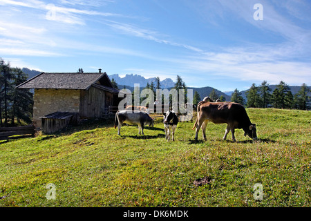 Alpine cows and hut, Tiers,Tires, Alto Adige, South Tyrol, Italy Stock Photo