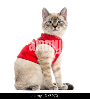 Side view of a Siamese cat with red top, looking at the camera, 5 months old, against white background Stock Photo