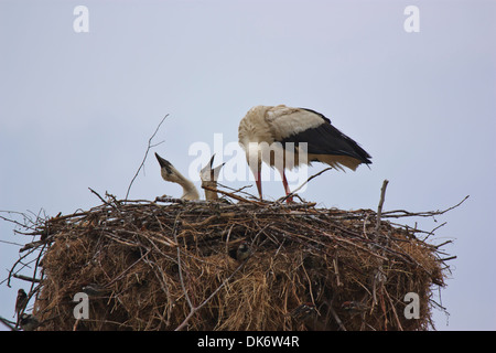 White stork with her chicks Stock Photo