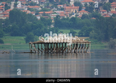 Dalmatian Pelican nesting on Lake Kerkini Stock Photo