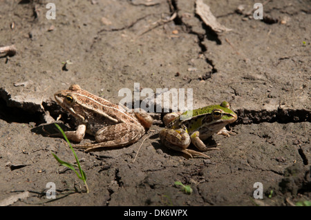 In the floodplains of Sava river in Croatia the agriculture still remains old fashioned and frogs  jump in incredible amounts. Stock Photo