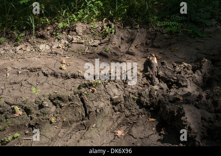 In the floodplains of Sava river in Croatia the agriculture still remains old fashioned and frogs  jump in incredible amounts. Stock Photo