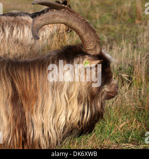 a billy goat with big horns with its herd and goatling in the meadow ...
