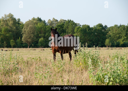 In the floodplains of Sava river in Croatia the agriculture still remains old fashioned,  some horses are still grazing there. Stock Photo