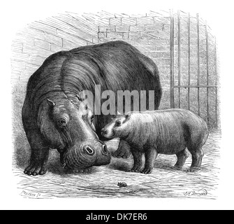 'Hippotamus'. Engraving from a magazine printed in 1873. Stock Photo