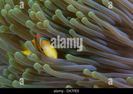 Clown fish in anemone Stock Photo