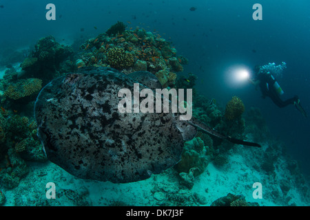 Large stingray swims with diver in background Stock Photo