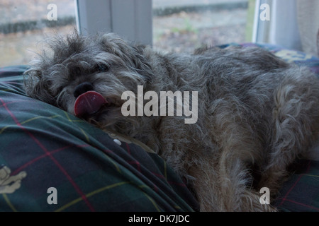 dog funny face border terrier dog bed tongue hair Stock Photo