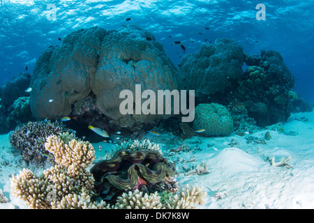 Reefs in the Maldives Stock Photo