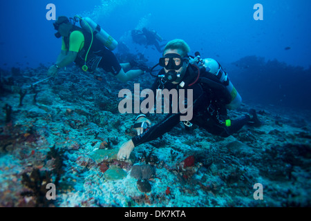 Divers holding reef in currentq Stock Photo