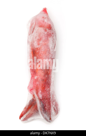 Frozen cooked Canadian red lobster ( Homarus Americanus ) isolated on a white studio Background. Stock Photo