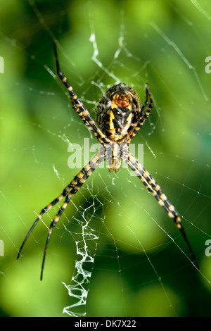 A spider, Argiope bruennichi, of considerable size and threatening aspect