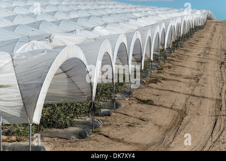 United States, California, Santa Maria, intensive market farming Stock Photo